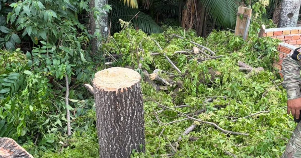 Corte de taperebazeiro em APP de Manaus termina com encaminhamento de homem e menor à Dema